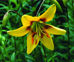 Foto: Gerhard Steinbrück